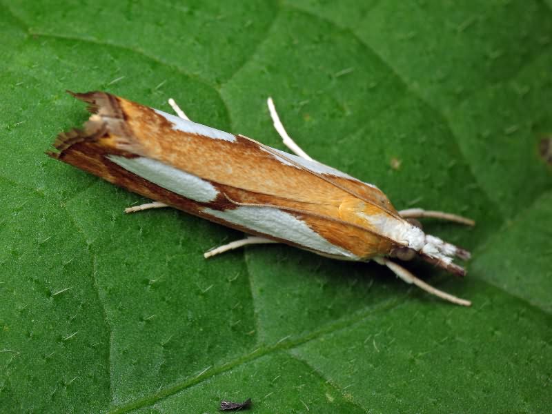 Catoptria pinella (Linnaeus, 1758)
